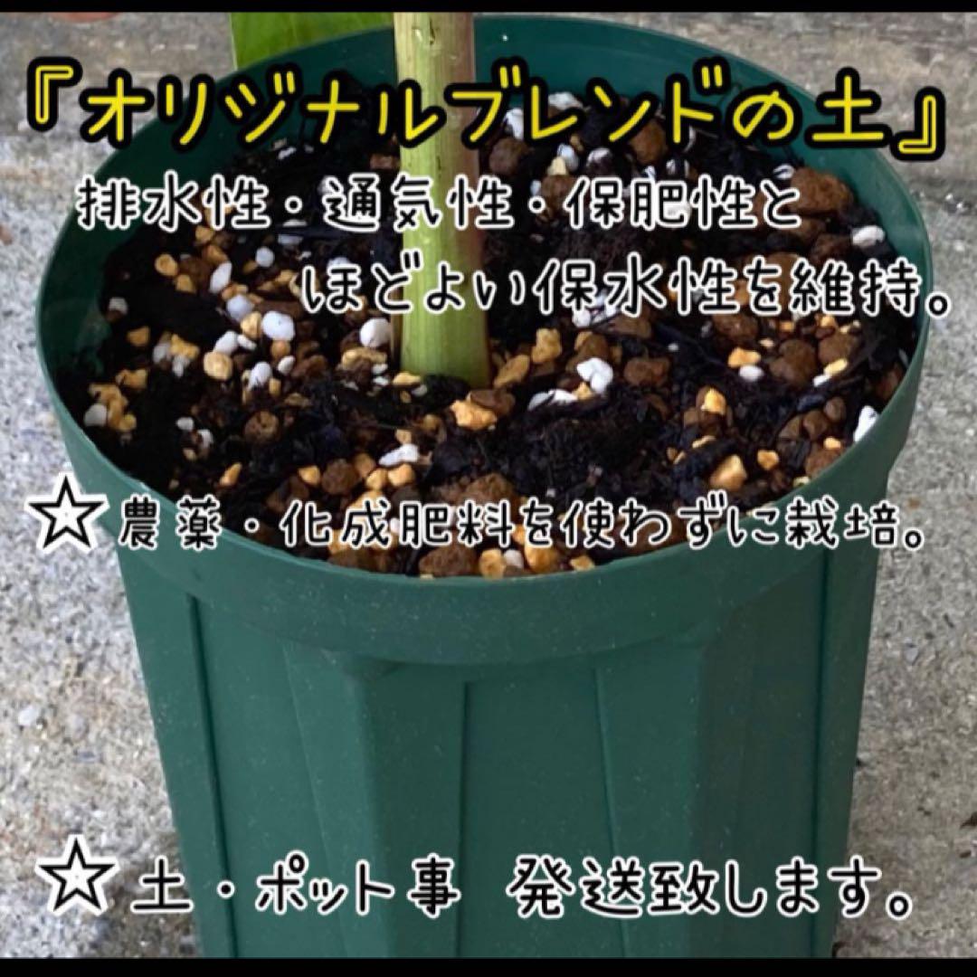 希少【レッドアテス】赤釈迦頭 シャカトウ シュガーアップル バンレイシ 撃レア！