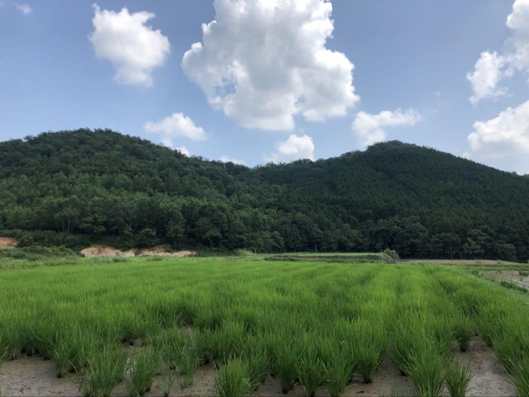 Natural farming 酵素玄米 秋月辰一郎 七田式 自然療法 腸脳相関
