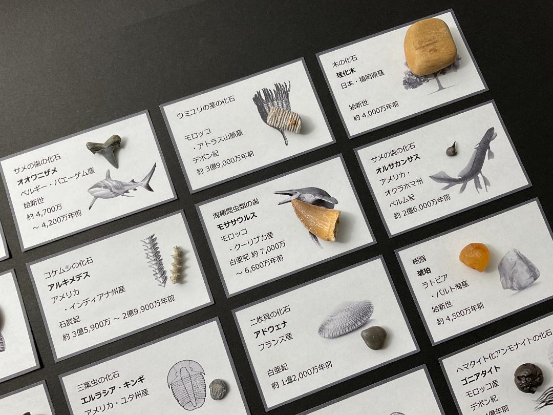 化石 20種 セット [Z658] ティラノサウルス モササウルス 三葉虫