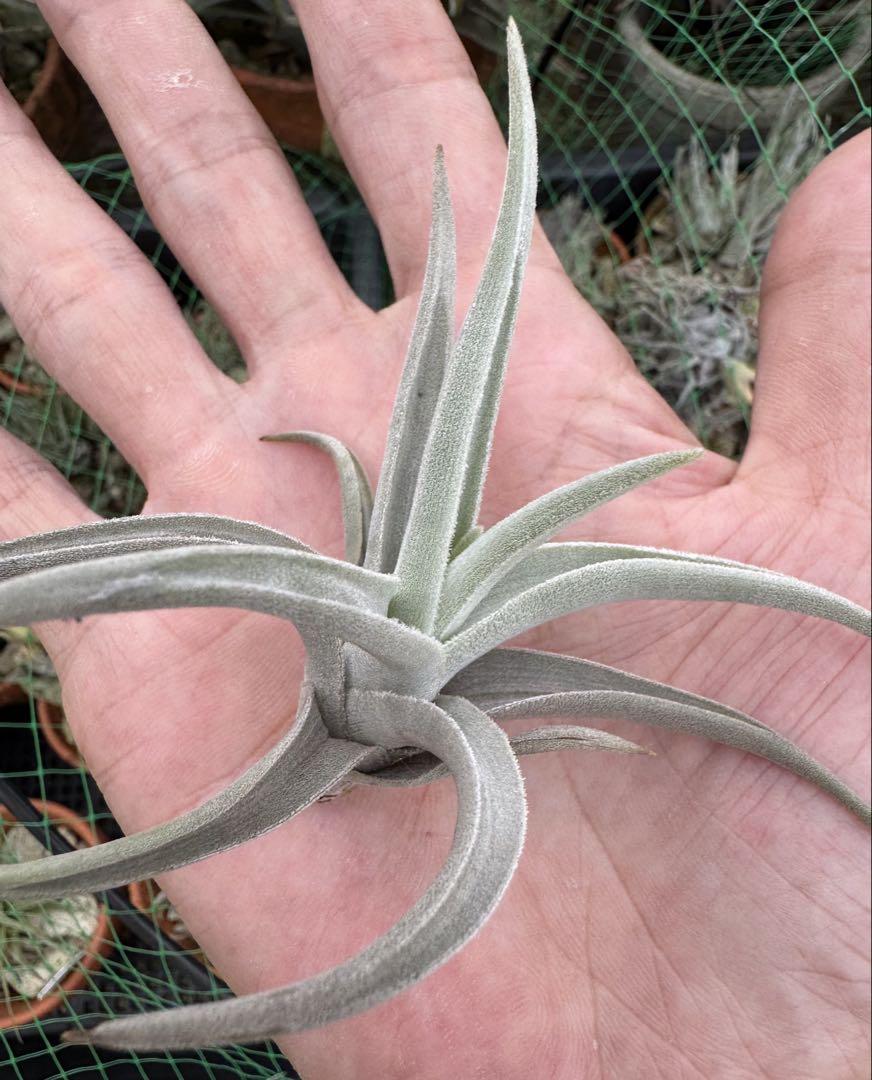 Tillandsia Ramellae 速達発送