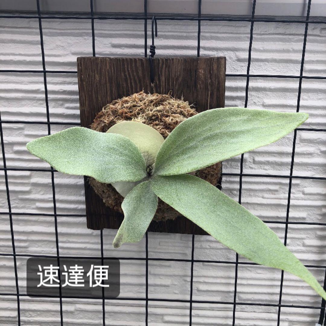 ビカクシダ E-1 子株 OC 白ビフ安価