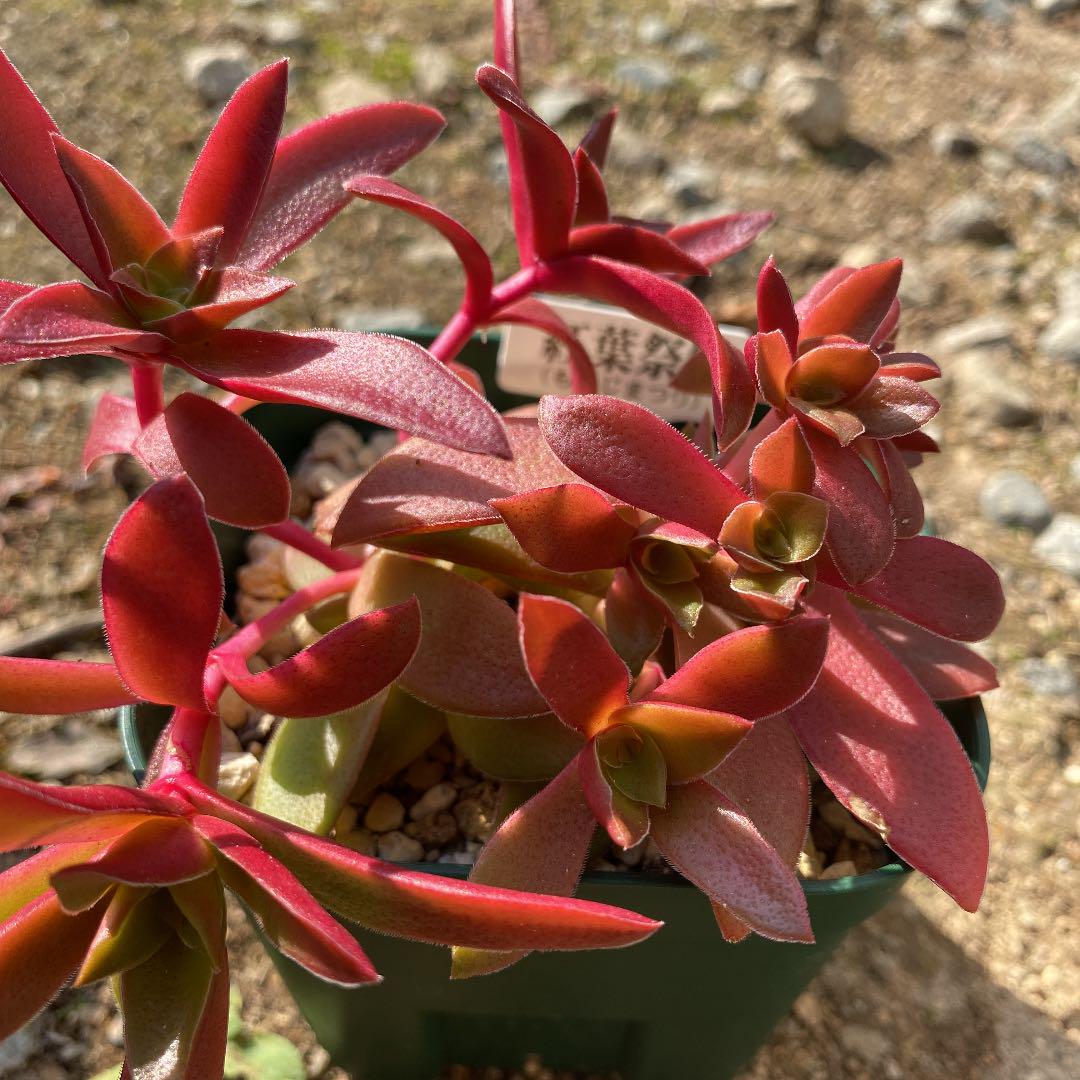 紅葉祭り 多肉植物 メルカリ