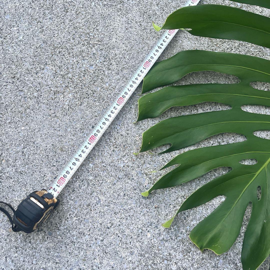 a*i様 【超希少】Monstera deliciosa'Macrocosm'マ