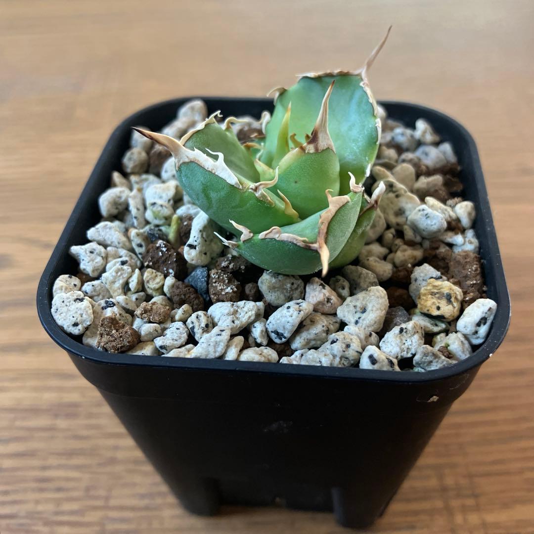 オークション【REZA産】④希少 発根済み イラン株 アガベ プリンス