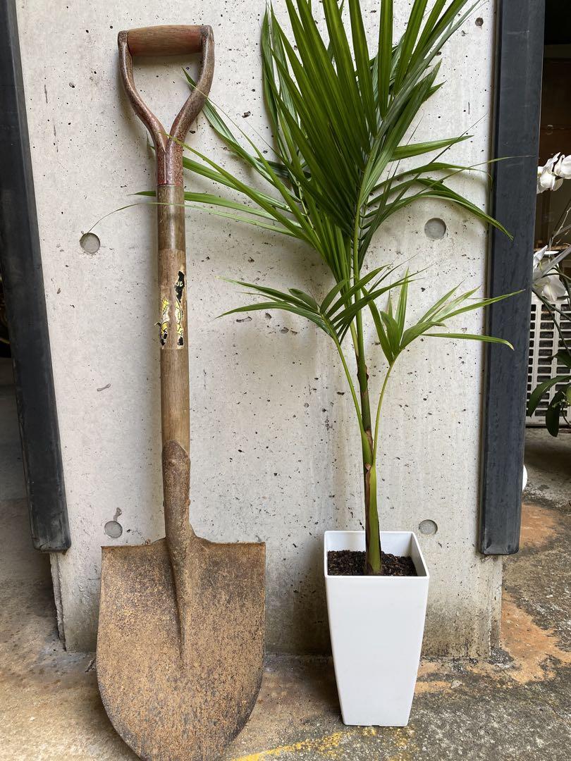 IK9様【熱帯植物】アサイーパーム