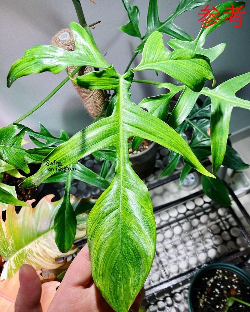 レア「フィロデンドロン・クエルシフォリウム」(Philodendron quercifolium) 5号 サトイモ科フィロデンドロンクエルシフォリウム | Plants Is The Limit.