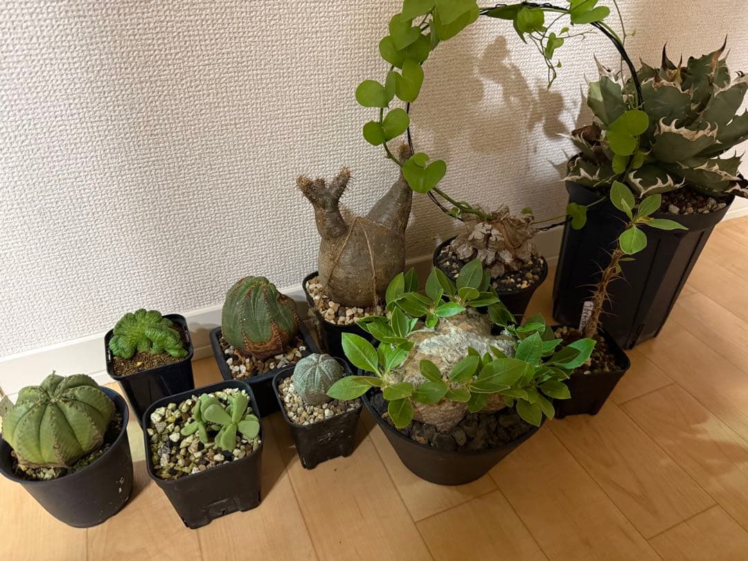 土日限定　珍奇植物セット　オベサ綴化　アガベ　亀甲竜　グラキリス　恵比寿笑