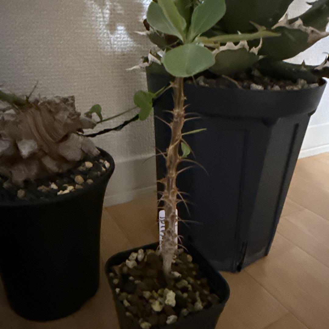 土日限定　珍奇植物セット　オベサ綴化　アガベ　亀甲竜　グラキリス　恵比寿笑