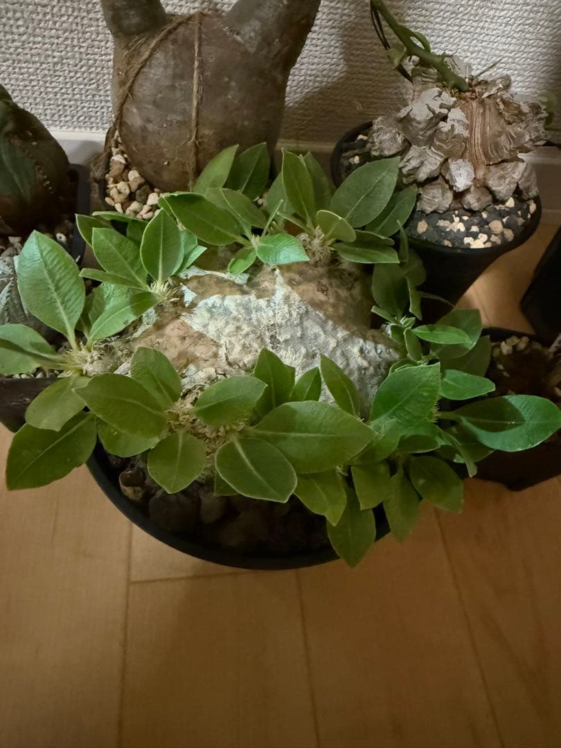 土日限定　珍奇植物セット　オベサ綴化　アガベ　亀甲竜　グラキリス　恵比寿笑