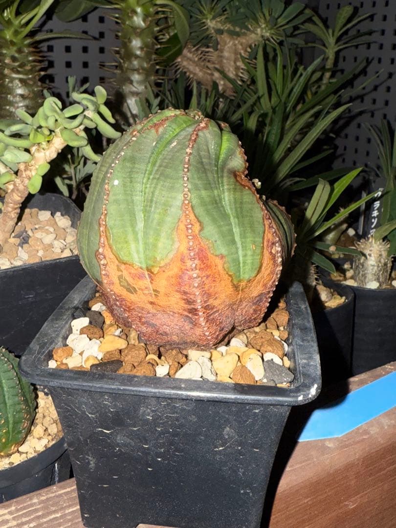 土日限定　珍奇植物セット　オベサ綴化　アガベ　亀甲竜　グラキリス　恵比寿笑