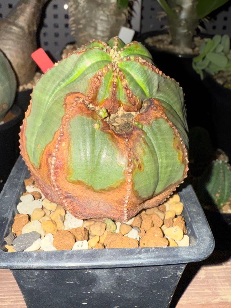 土日限定　珍奇植物セット　オベサ綴化　アガベ　亀甲竜　グラキリス　恵比寿笑