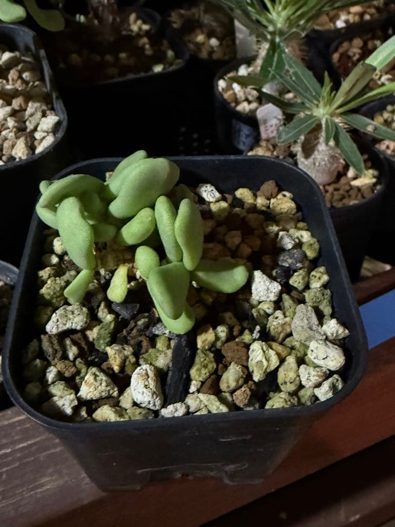 土日限定　珍奇植物セット　オベサ綴化　アガベ　亀甲竜　グラキリス　恵比寿笑