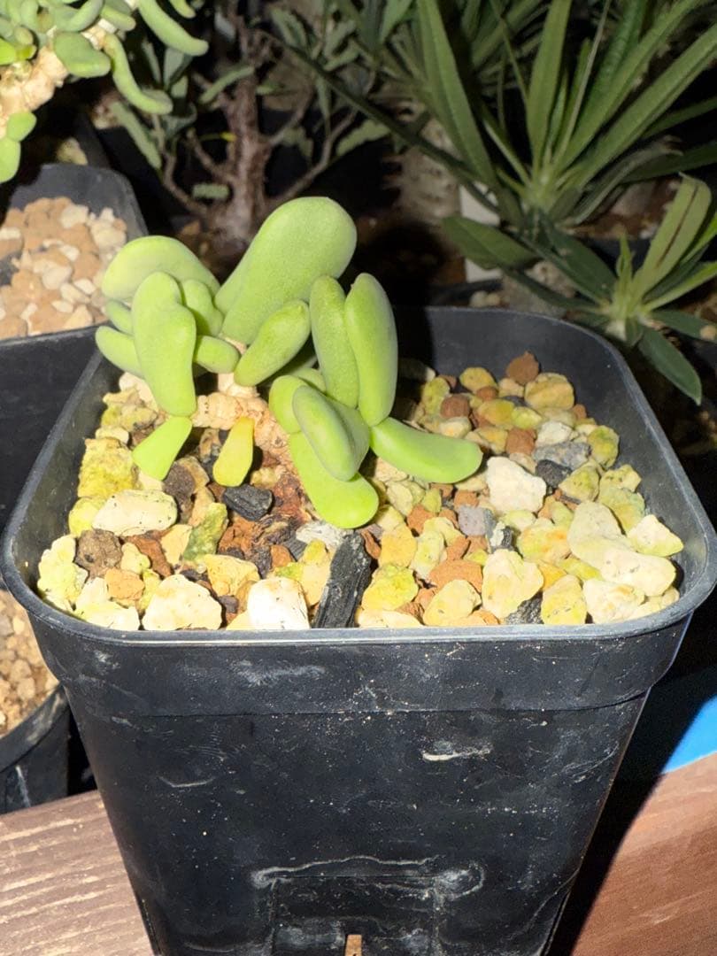 土日限定　珍奇植物セット　オベサ綴化　アガベ　亀甲竜　グラキリス　恵比寿笑