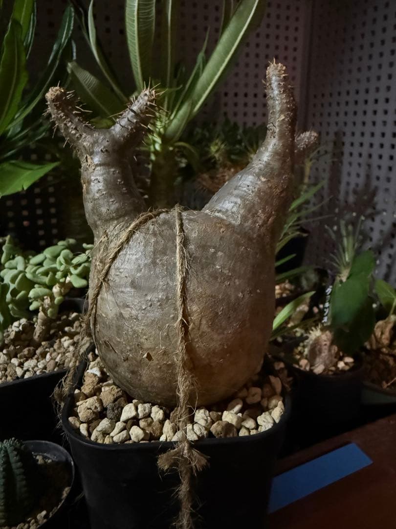 土日限定　珍奇植物セット　オベサ綴化　アガベ　亀甲竜　グラキリス　恵比寿笑