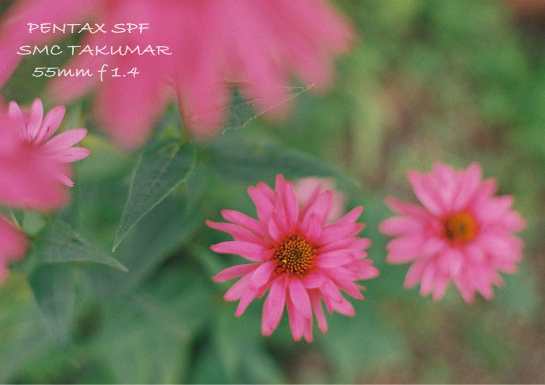 pentax spf／smc 50mm f1.4★完動品＊美品＊初期保証付き！