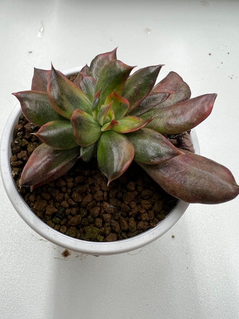 ブルー×レッド 多肉植物 群生苗 根あり レッドプリンス錦 | ochge.org