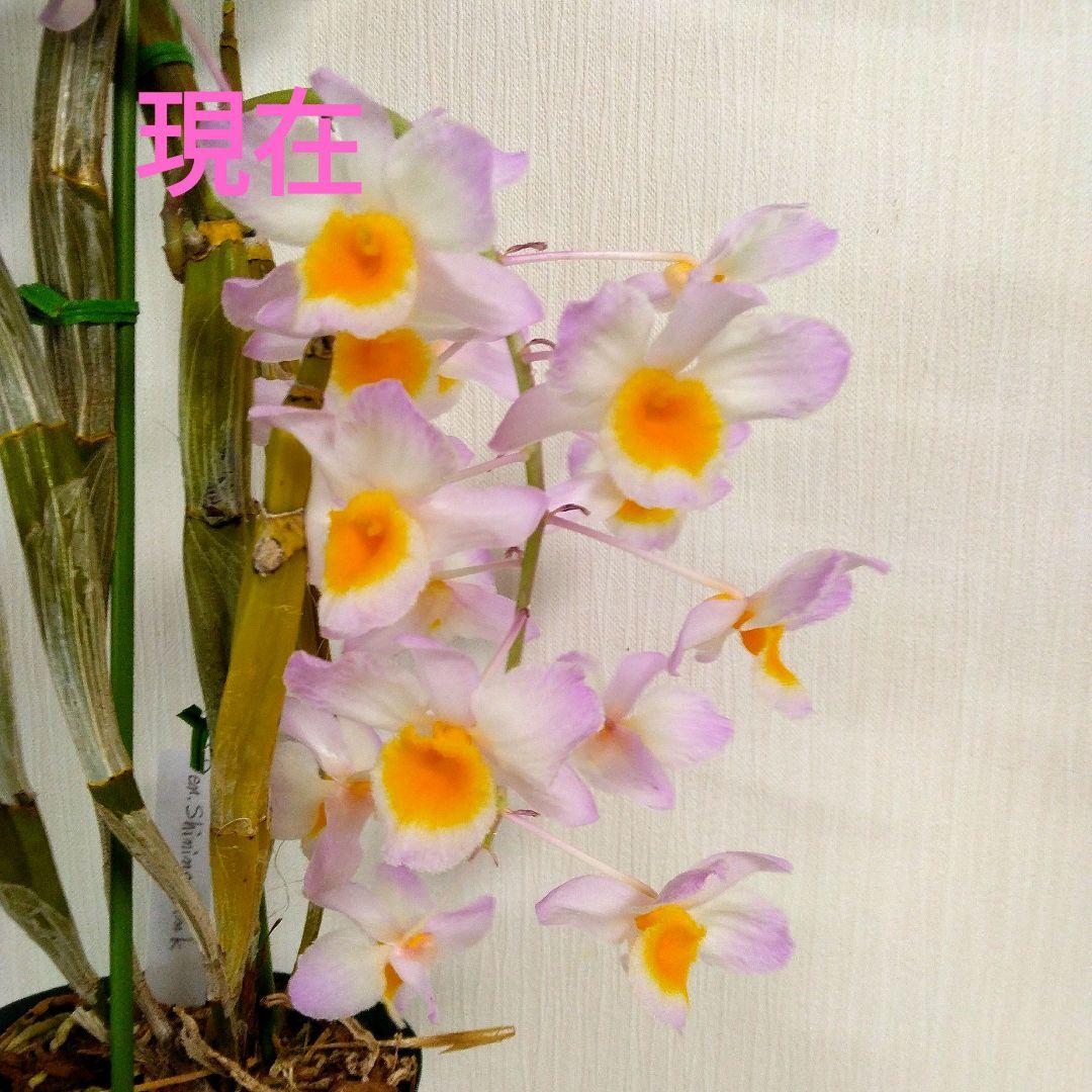 バラ苗 切り花 7号鉢 四季咲き 花