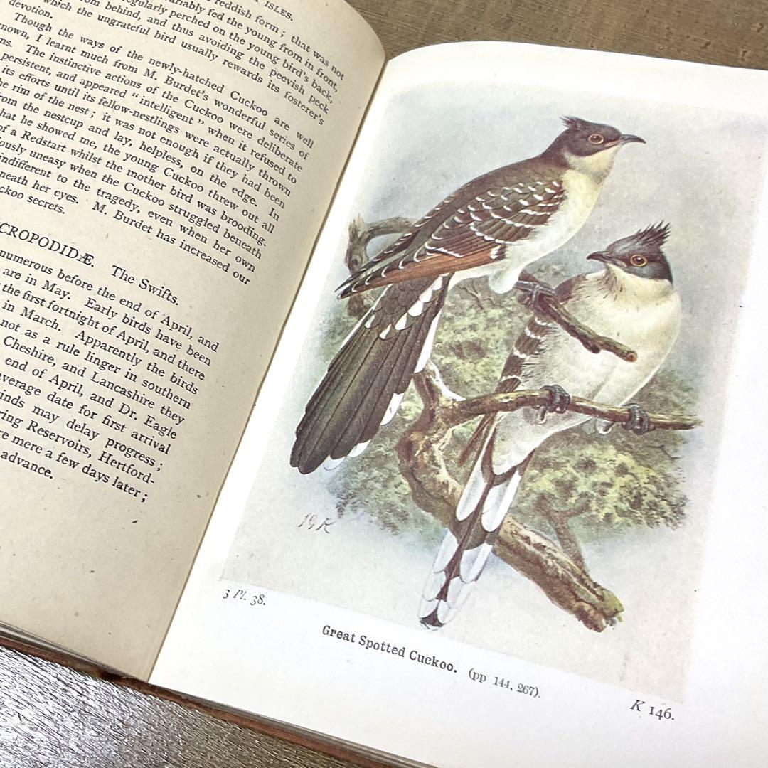 定番の中古商品 イギリスのヴィンテージ鳥図鑑 1960年代 鳥の図鑑 古書 - メルカリ 洋書