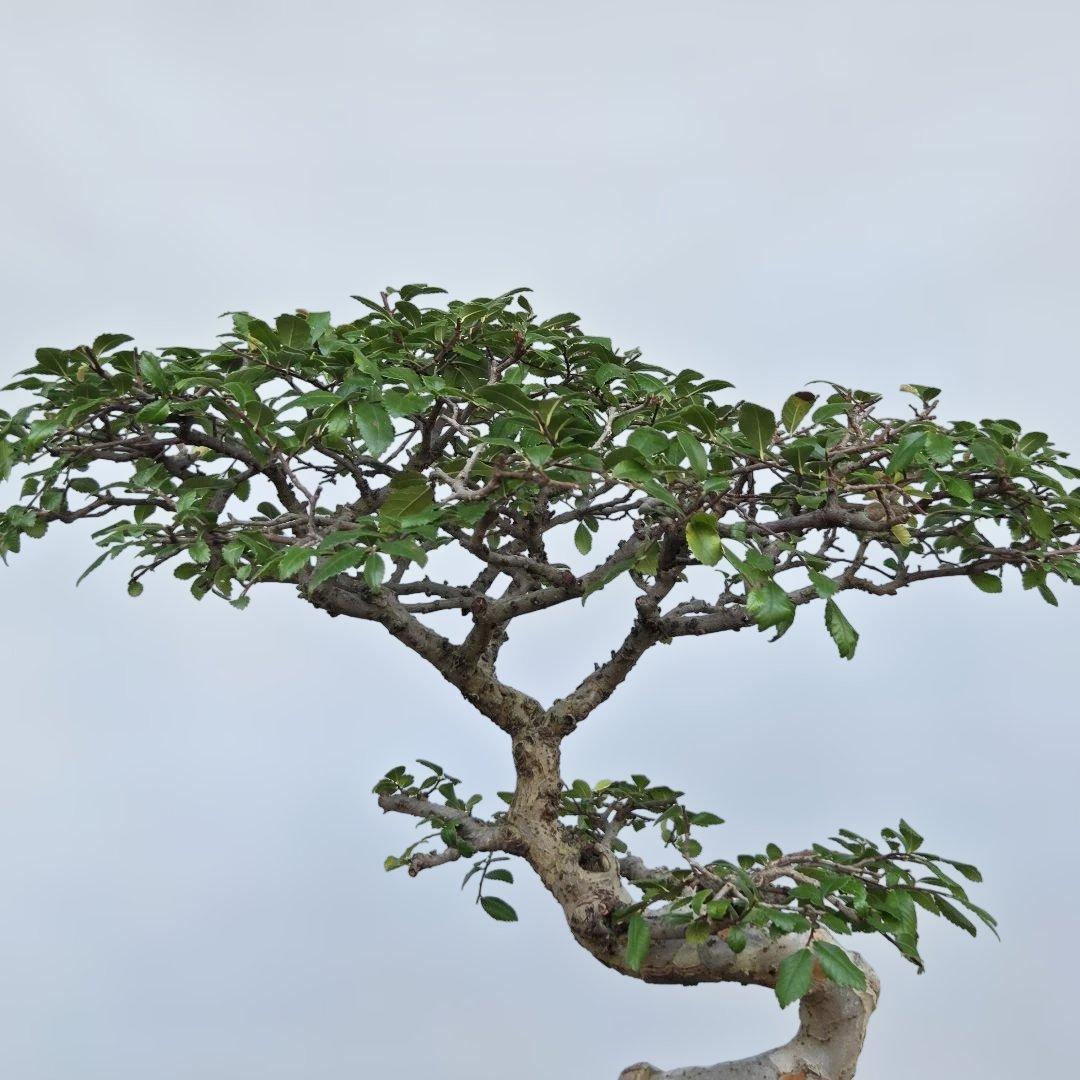 ニレケヤキ 模様木