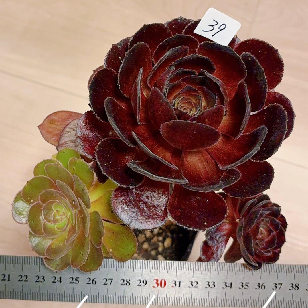 39#多肉植物アエオニウム❤️ 黒牡丹 ❤️1大頭2小頭17cm拨き苗 39#多肉植物アエオニウム❤️ 黒牡丹 ❤️1大頭2小頭17cm拨き苗