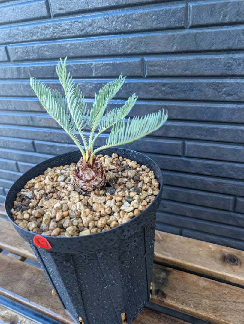 Gベストセレクション サイカス カイルンシアナ スーパーブルー ドワーフ