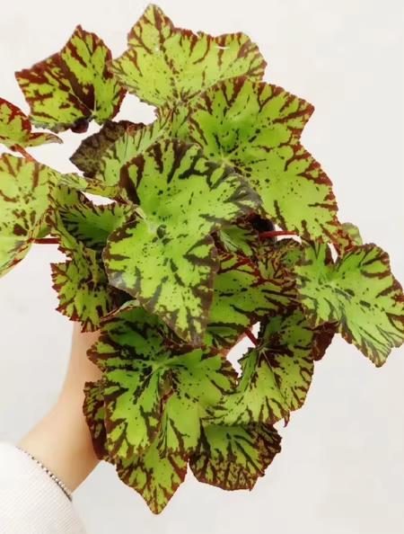 ベゴニア 観葉植物 緑と赤の斑点その他観葉植物