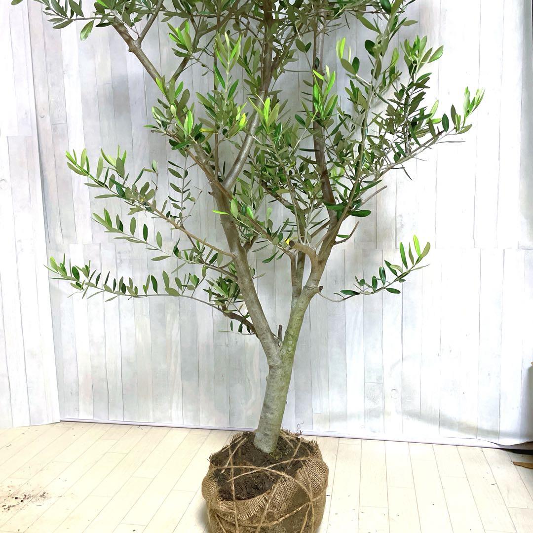 オリーブの木,た植物/観葉植物ルッカ『特大、綺麗な樹形。幹太