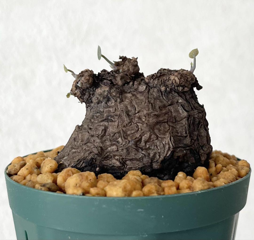 ステファニア カウィーサキー（Stephania kaweesakii）鉢植え⑤