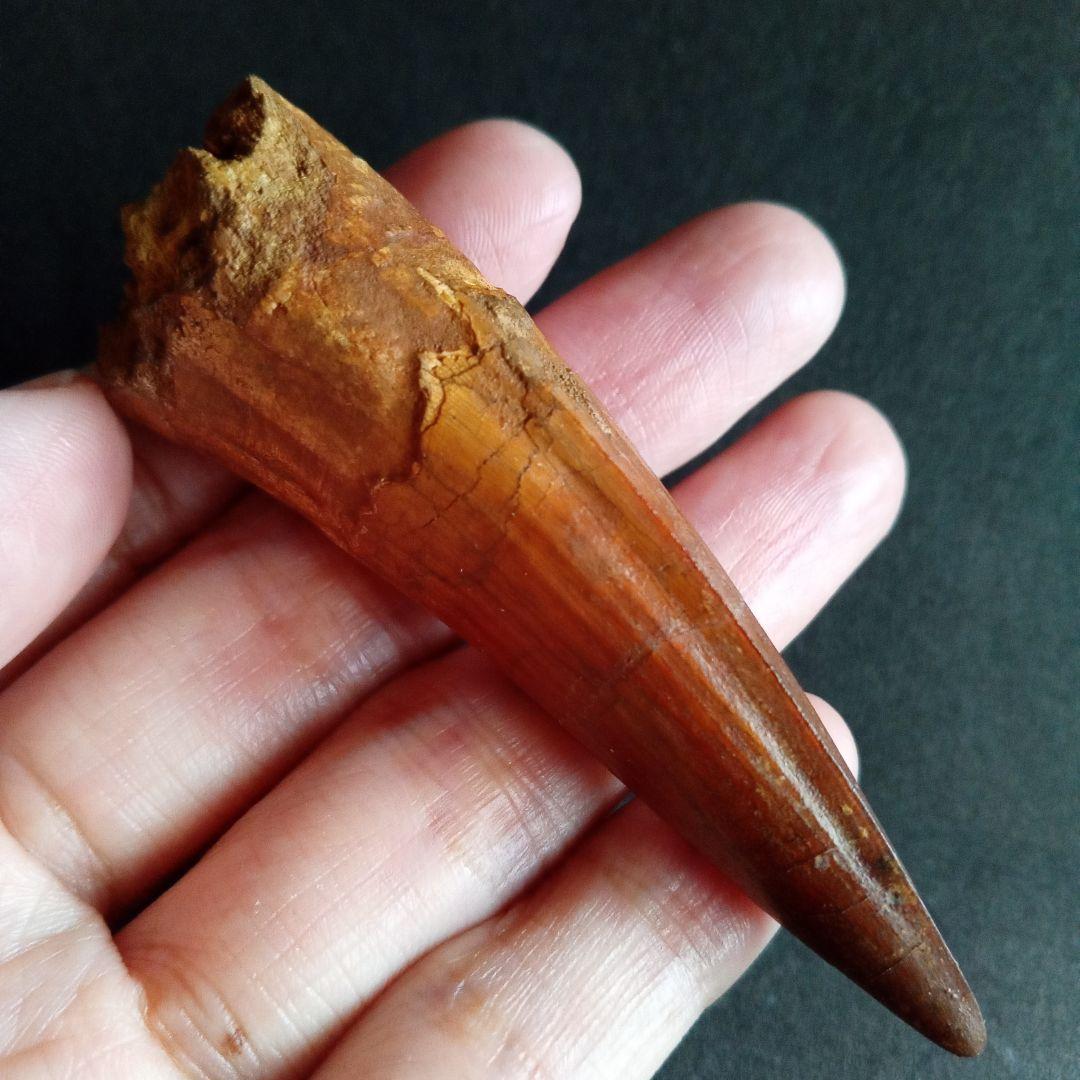 歯化石　Spinosaurus　特大　大型　美麗標本