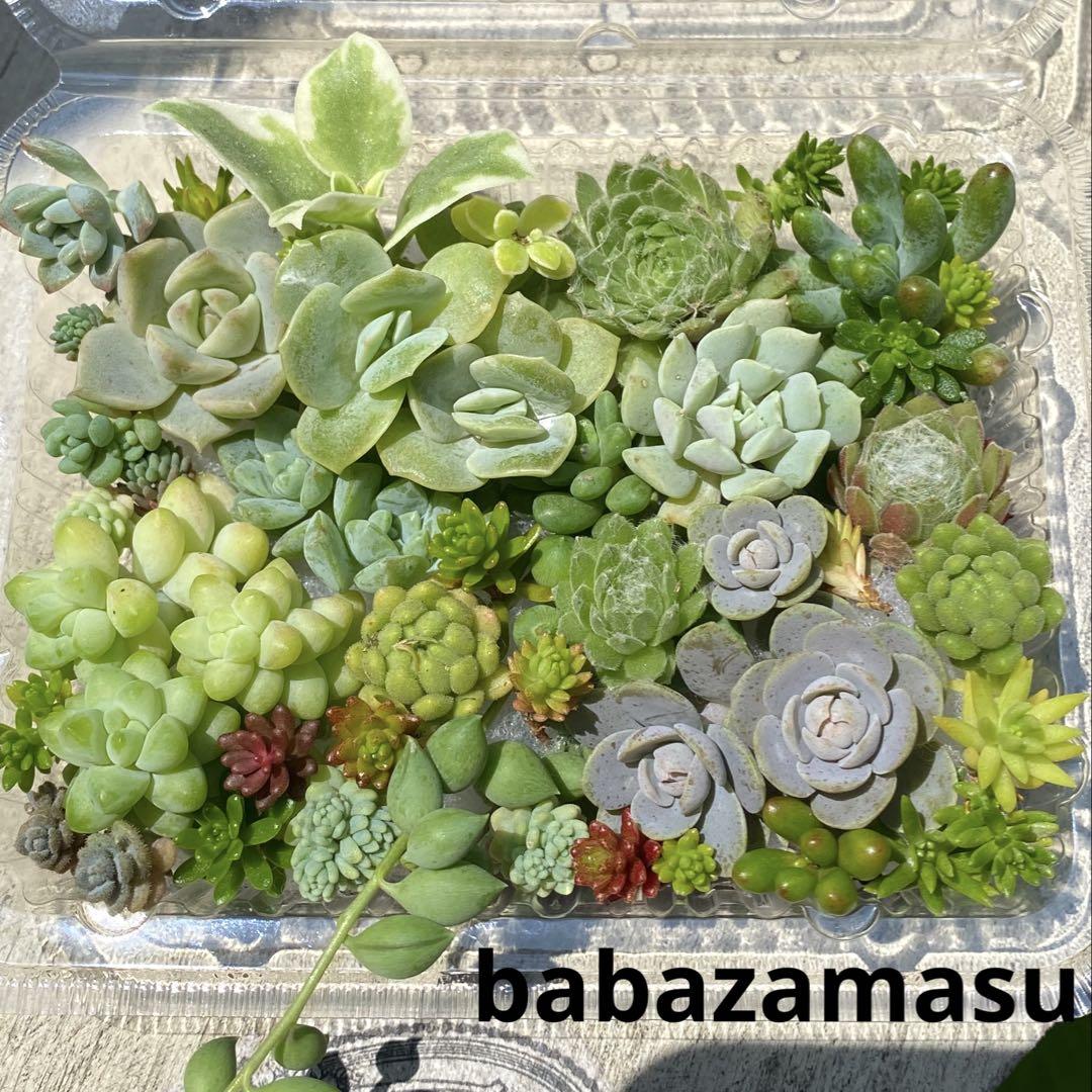 多肉植物 セダム カット苗 詰め合わせ ランダムパック