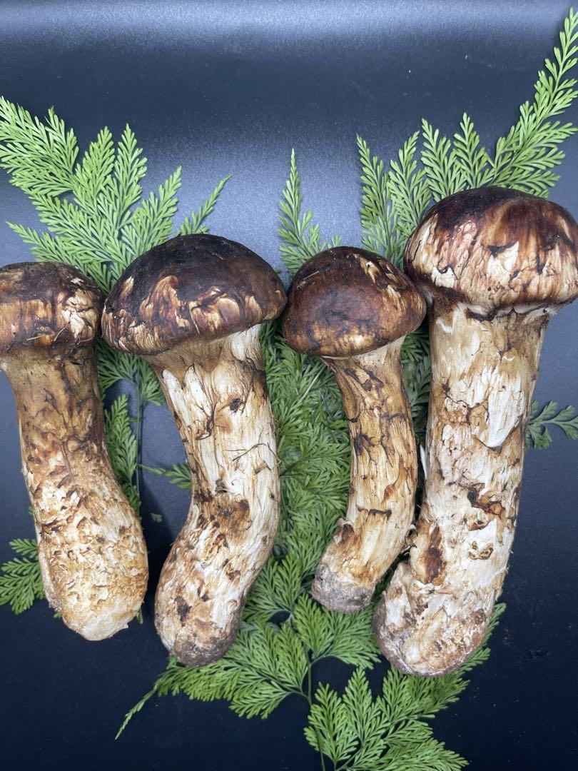 お値打ち価格！　信州産　松茸　超特大　547g！