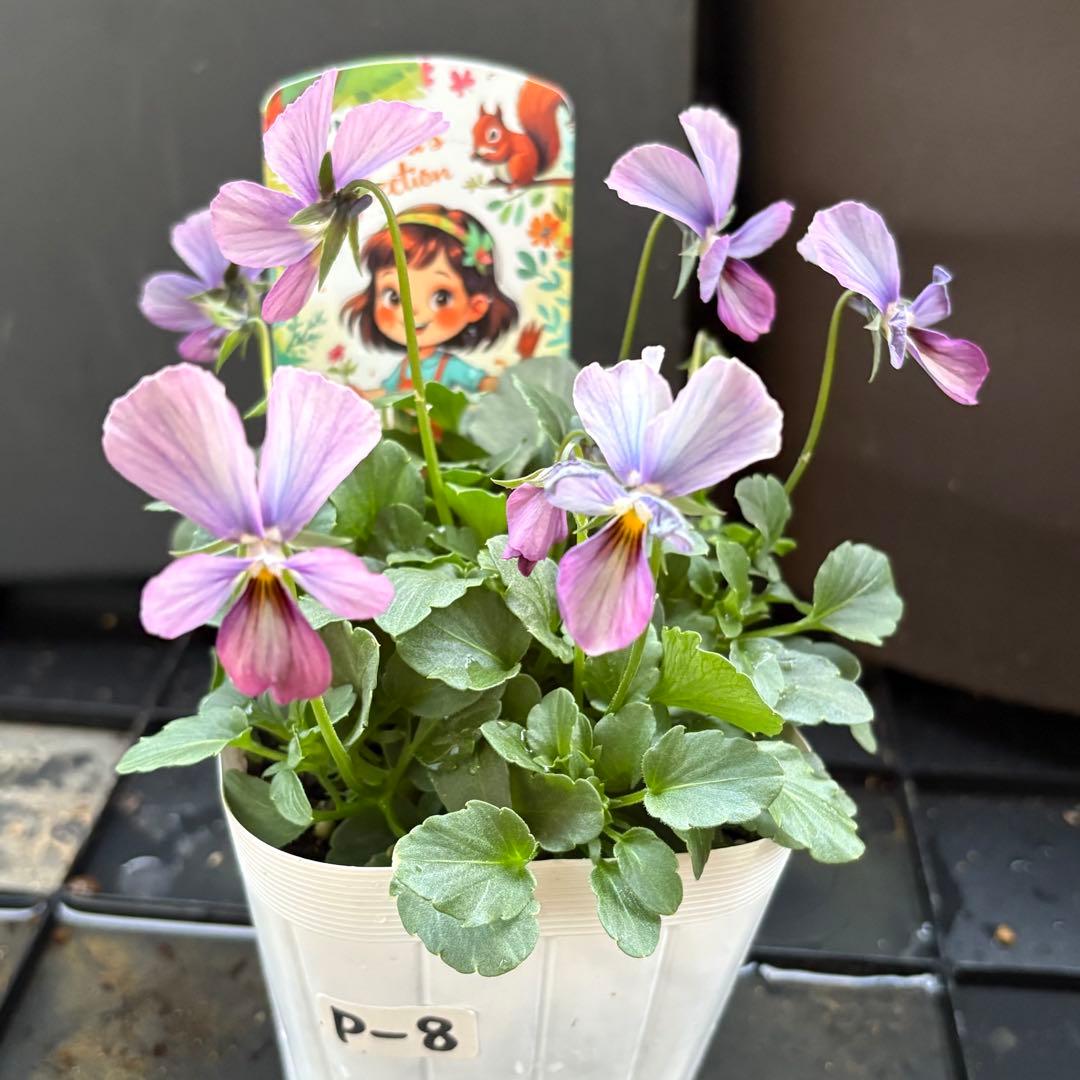 貴重ビオラ パルプンテ P8 すみれ図鑑石川しゅーた様生産 - メルカリ 貴重ビオラ パルプンテ P8 すみれ図鑑石川しゅーた様生産 - メルカリ