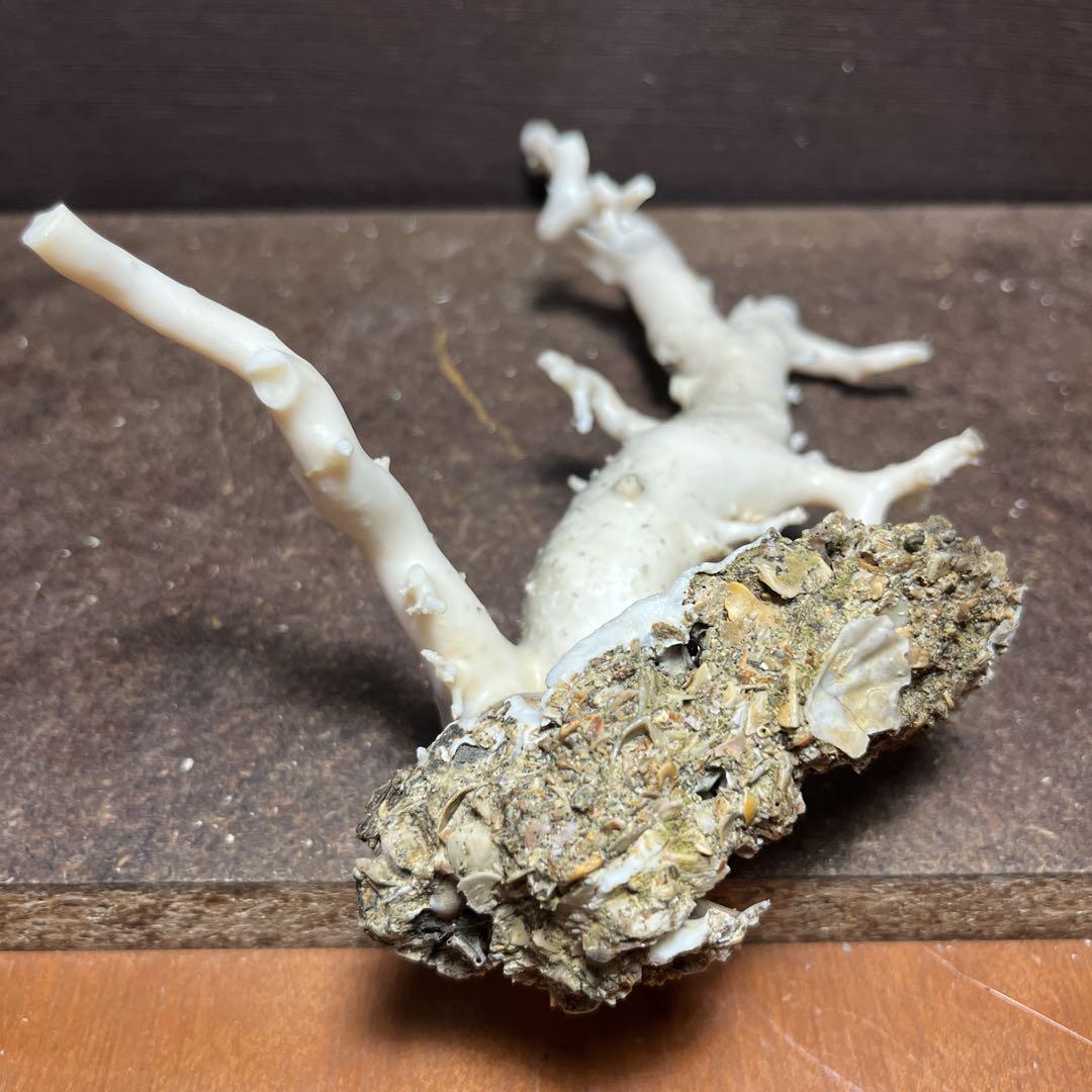 希少 美品 長崎県産 白サンゴ 原木 ルース 384g - メルカリ
