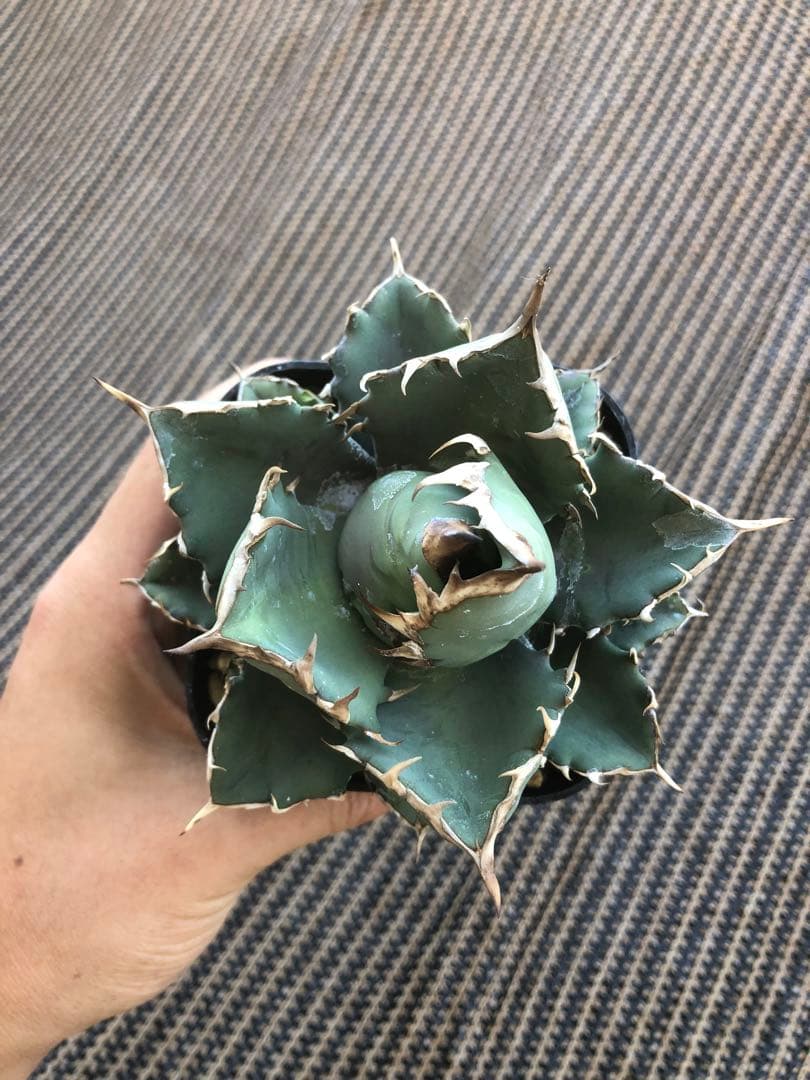 アガベ チタノタ 姫厳竜 オテロイ 短葉 肉厚 コンパクト 強棘 売場