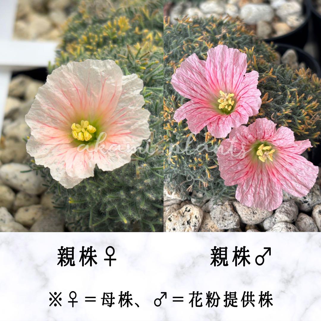 自家採取 サルコカウロン ペニクリナム 種子 5粒 モンソニア