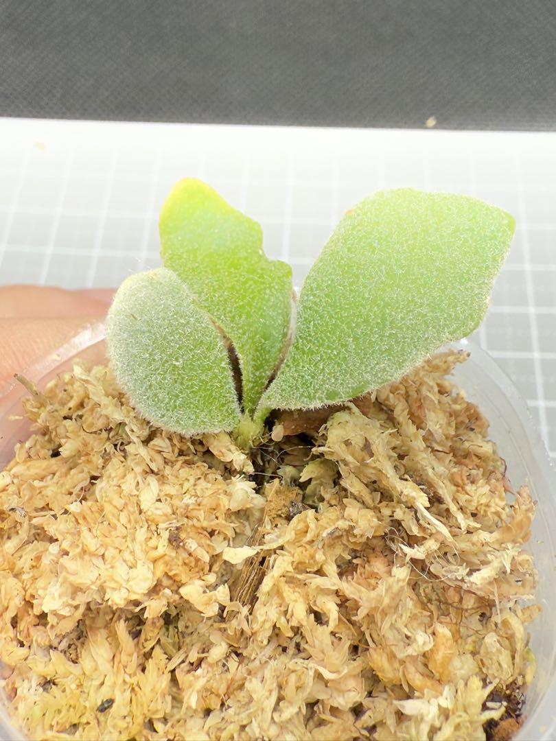 P.willinckii