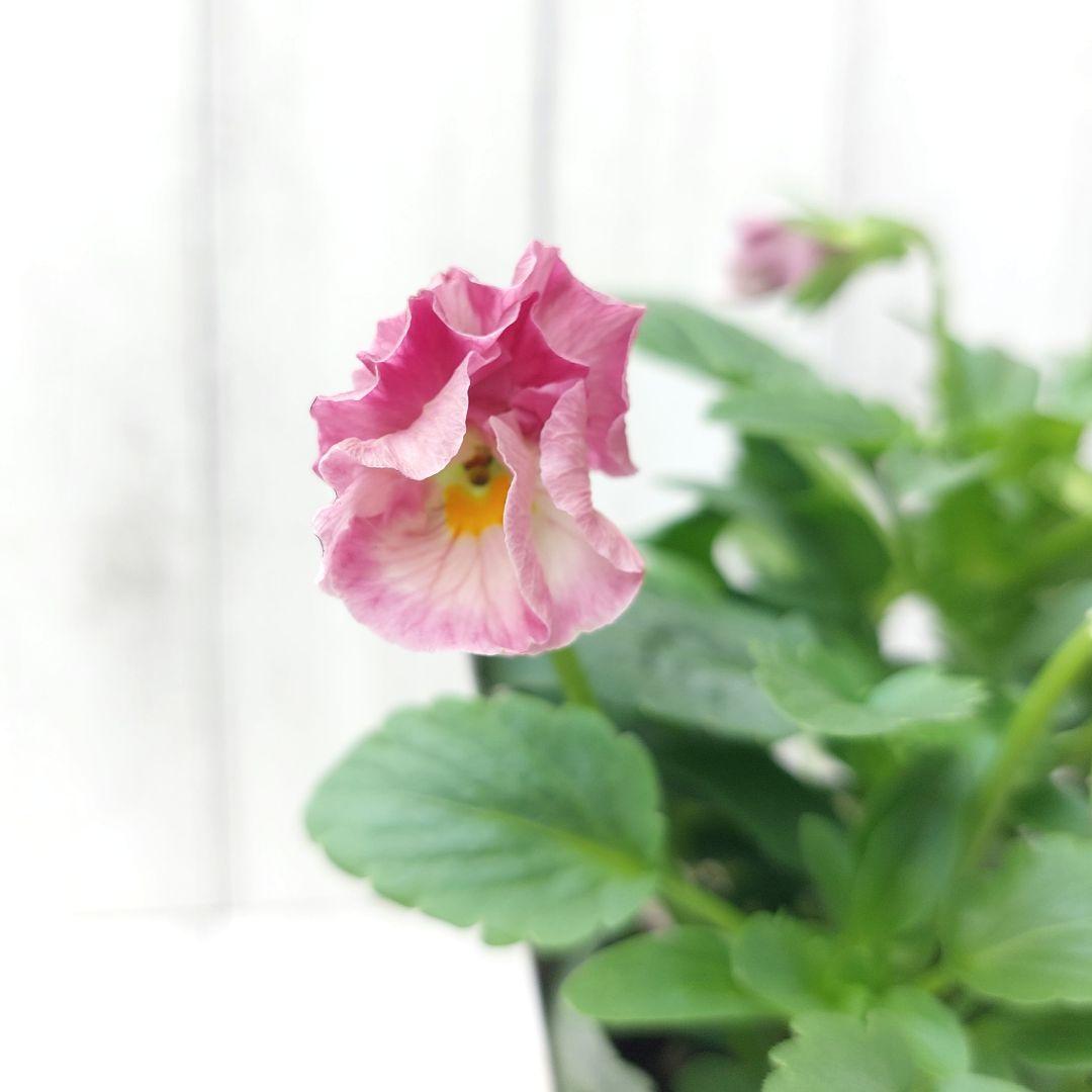 3.5号 1ポットやや傷や汚れあり