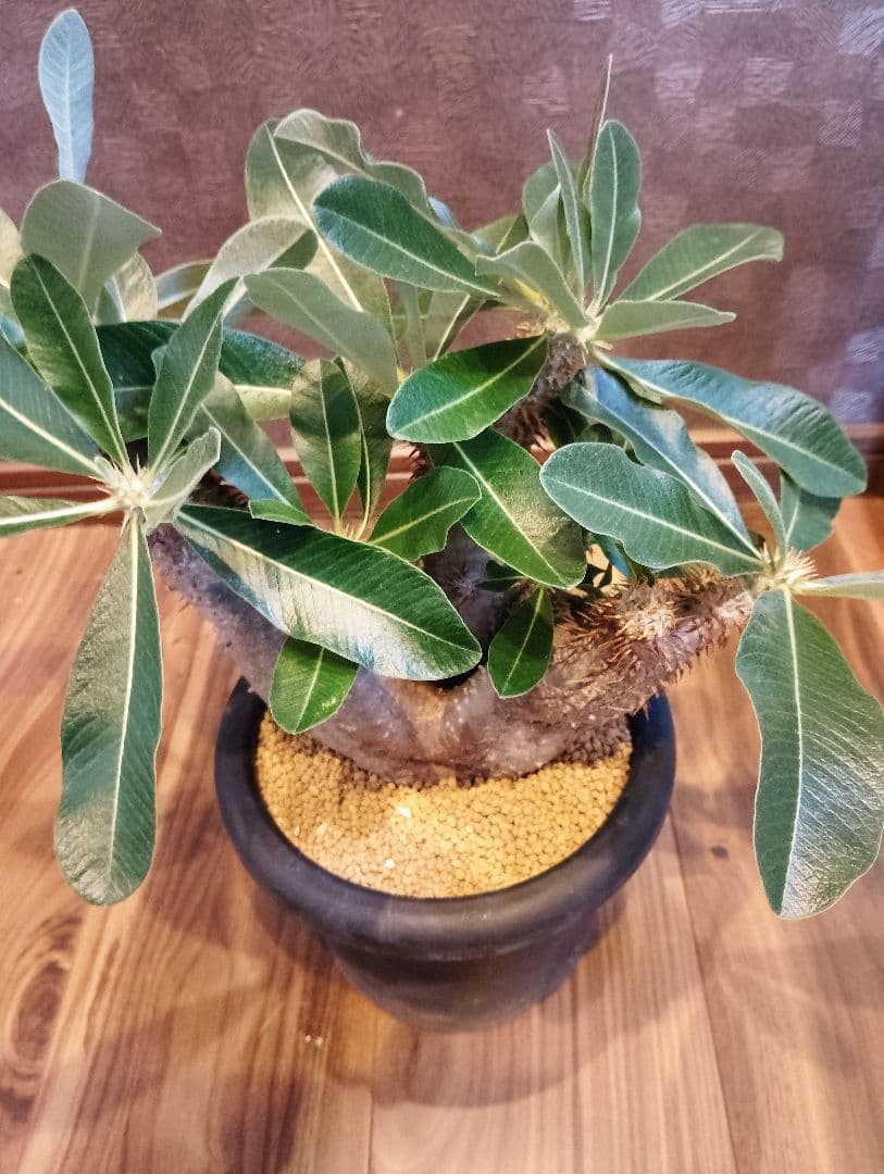 ブレビカリックス目立った傷や汚れなし