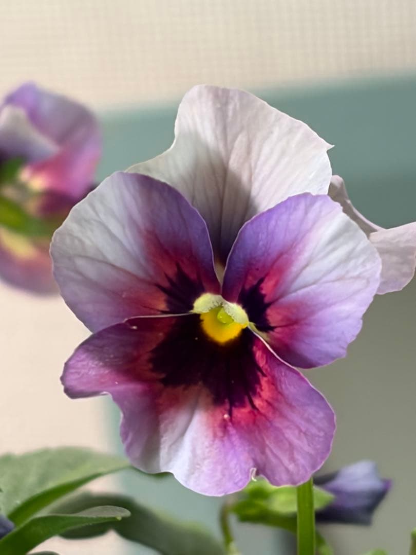 【滲みカラー】ビオラ ももか(百花) 3苗セット❶《10/25》メルカリ便 【滲みカラー】ビオラ ももか(百花) 3苗セット❶《10/25》メルカリ便