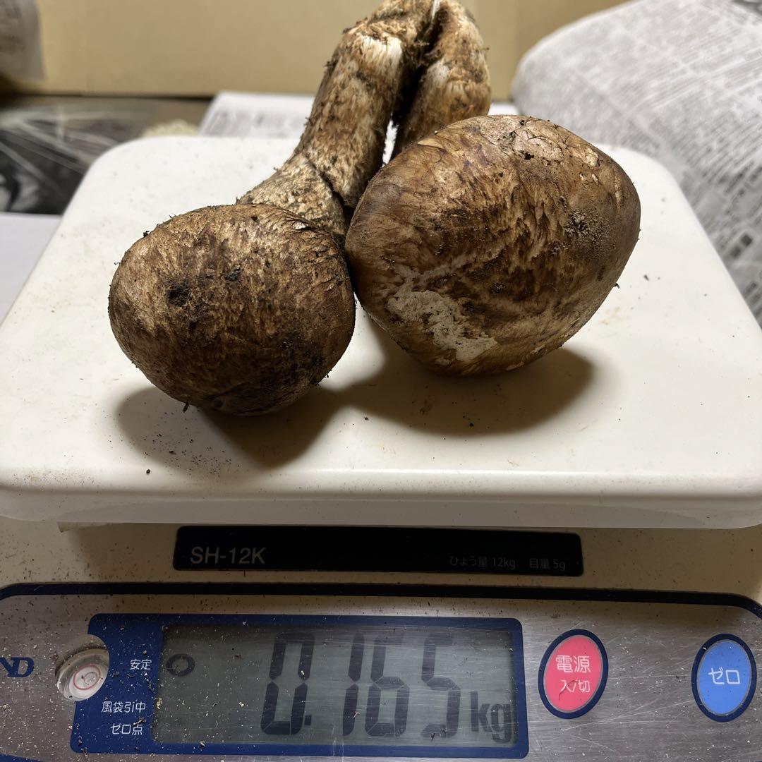 大阪泉州産】昼採り松茸 二個一 165g
