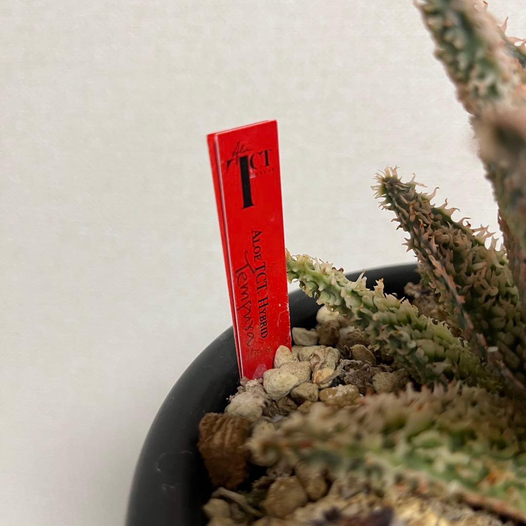 親株やや傷や汚れあり