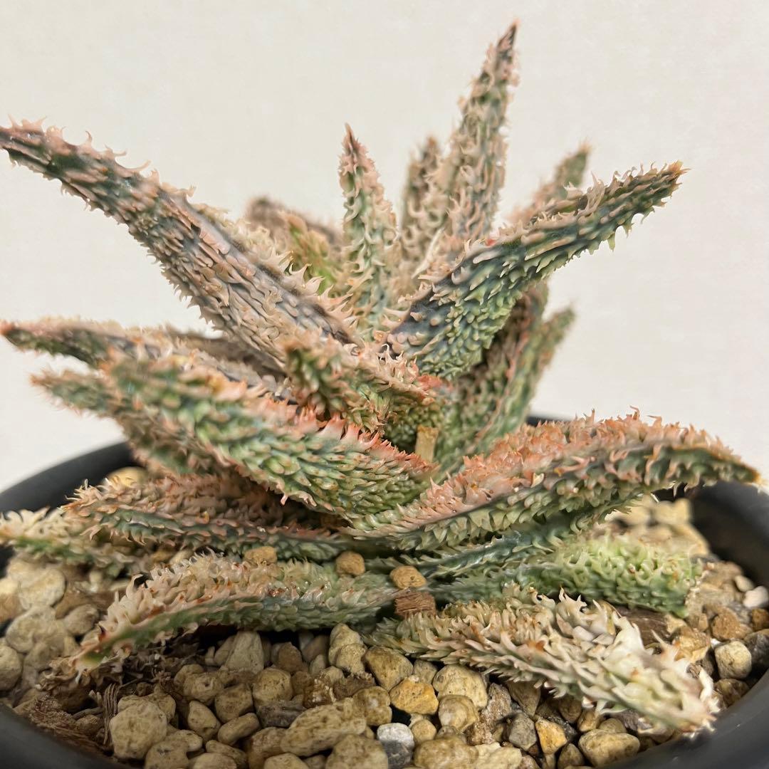 テンプラ 親株やや傷や汚れあり