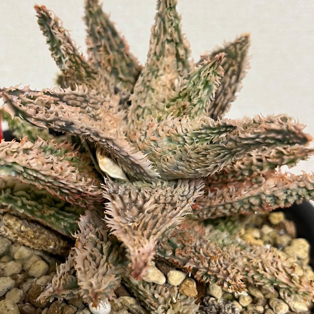 親株やや傷や汚れあり