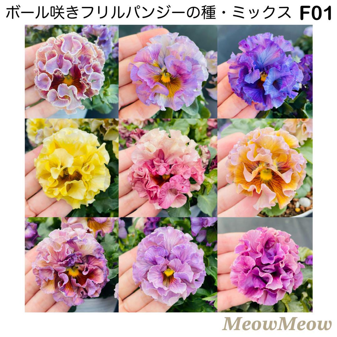 専用‼︎フリルパンジー ⑳ ＊種子100粒 C12】MeowMeow交配・フリルパンジーの種（20粒）の通販 by