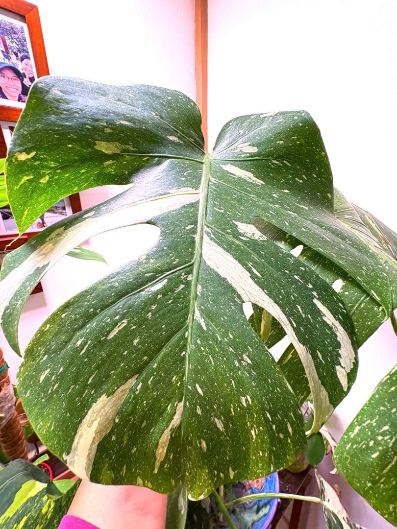 モンステラ クリームブリュレ デリシオーサ 葉付き 発根済み目立った傷や汚れなし YUZUMIYA_COM