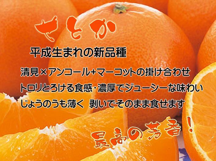 【ぴのぴの】LL玉せとか6Kg