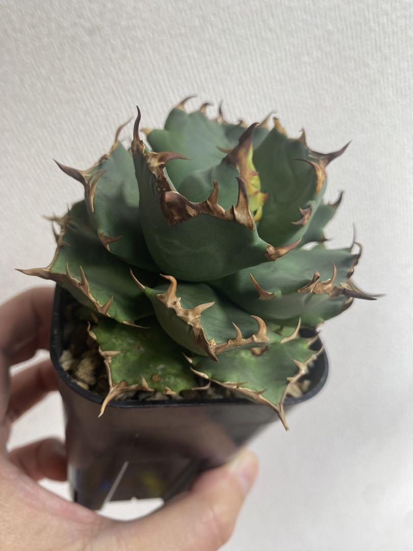 アガベ チタノタ