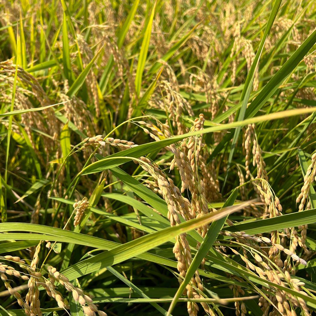 新米！ 令和6年産 コシヒカリ 20キロ 数量限定