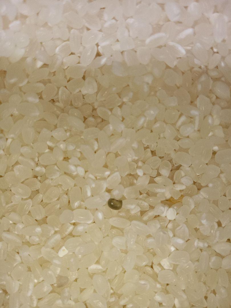 限定1袋 訳あり 無洗米 10kg おいしいお米 白米 精米 10キロ お得