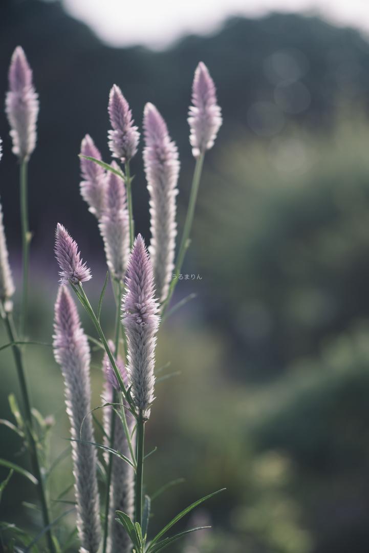 SaMaTaCa様MINOLTA M-ROKKOR 90mm f4 ミノルタ
